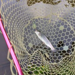 GWの釣りは久しぶりに息子と管釣り