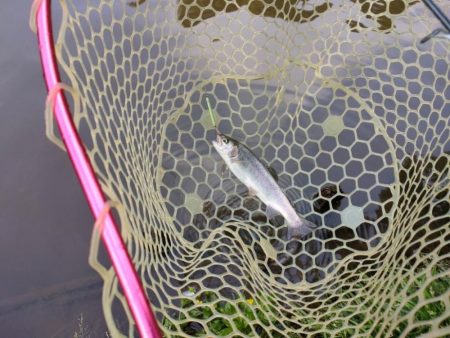 GWの釣りは久しぶりに息子と管釣り