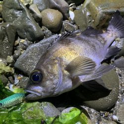 メバル×スプーン