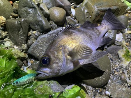 メバル×スプーン