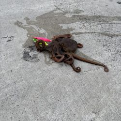 やっと今年1本目〜