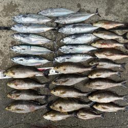 五目釣りでイサキ狙い