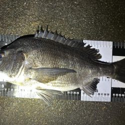 ナイトゲームで初チヌ！