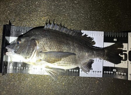 ナイトゲームで初チヌ！