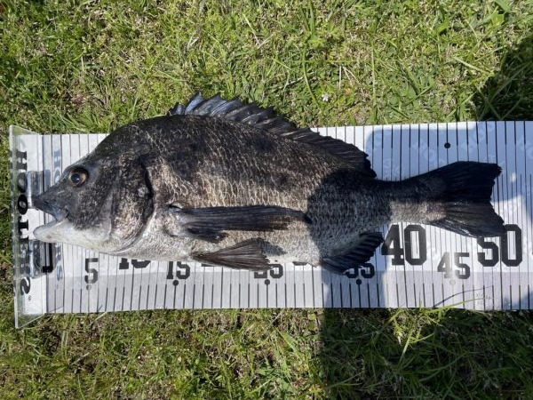 イチノ兄弟、釣果！