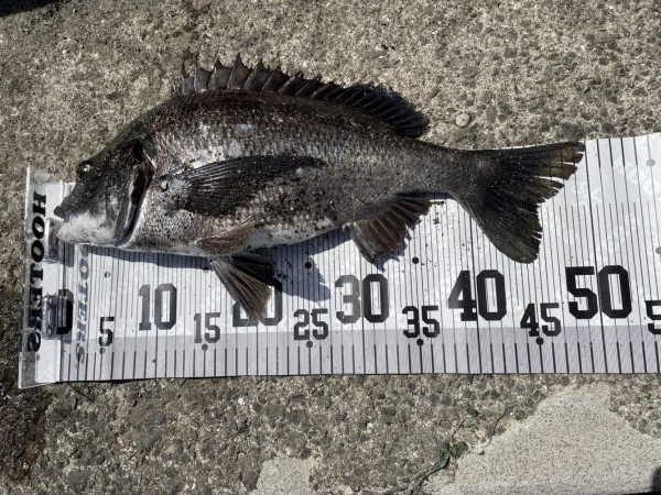 イチノ兄弟、釣果！