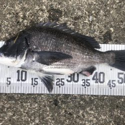 イチノ兄弟、釣果！