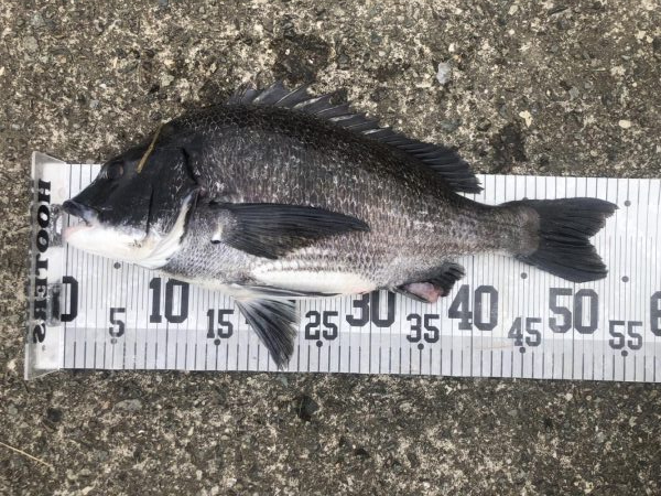 イチノ兄弟、釣果！