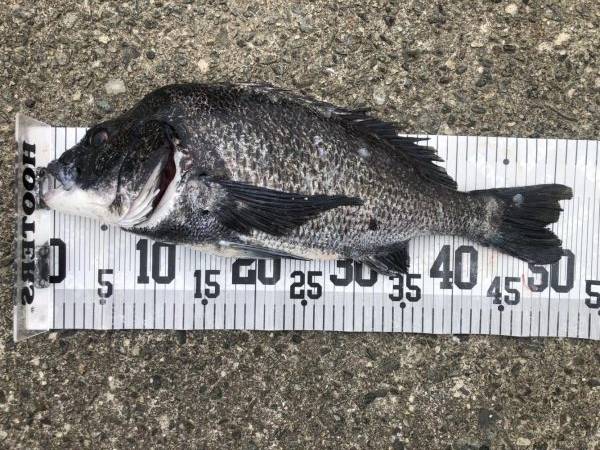 イチノ兄弟、釣果！