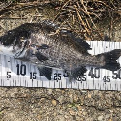 イチノ兄弟、釣果！