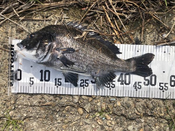 イチノ兄弟、釣果！