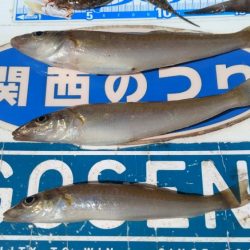 やっとキスが釣れ始めました