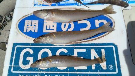 やっとキスが釣れ始めました