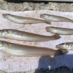 近場のキス調査