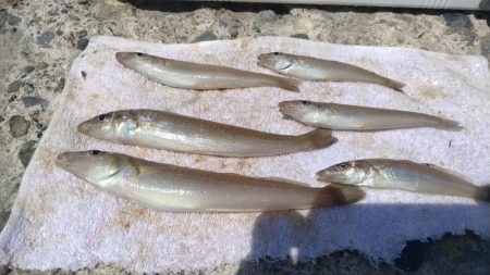 近場のキス調査