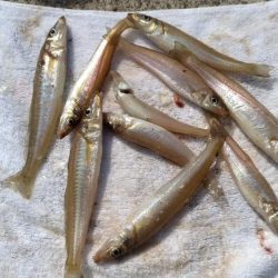 津居山港のキス調査