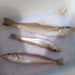 播磨新島のキス釣査