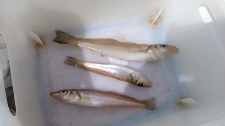 播磨新島のキス釣査