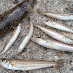 播磨新島のキス釣査