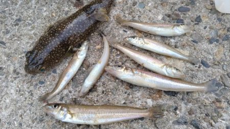 播磨新島のキス釣査
