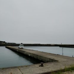 見たこと無い魚釣れたよ！