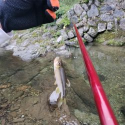 高見川で、アマゴ狙い