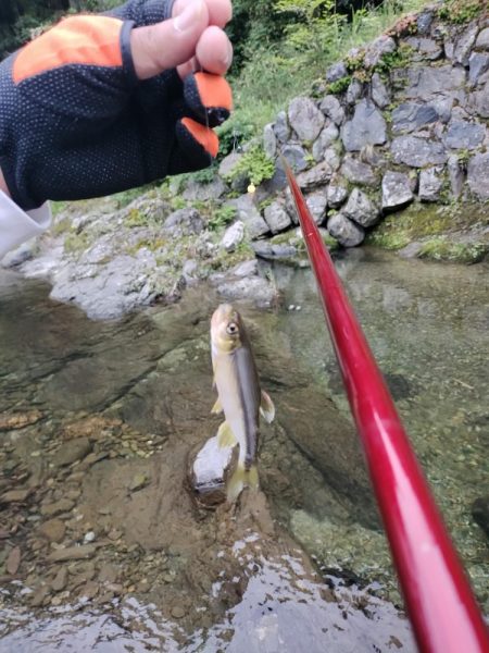 高見川で、アマゴ狙い