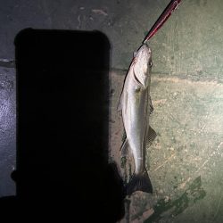 バチ抜けシーバス