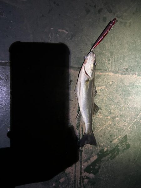 バチ抜けシーバス