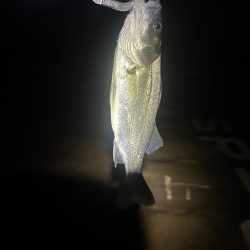 バチ抜けシーバス