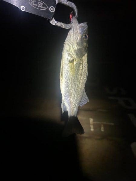 バチ抜けシーバス