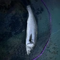 爆風バチ抜けシーバス