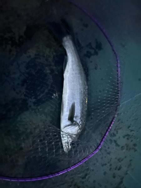 爆風バチ抜けシーバス