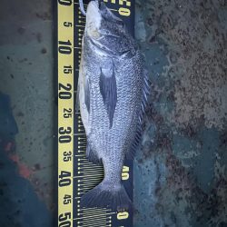 バチ抜けシーバス