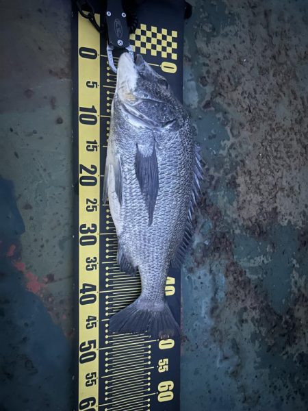 バチ抜けシーバス