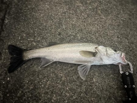 バチ抜けシーバス