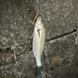 バチ抜けシーバス