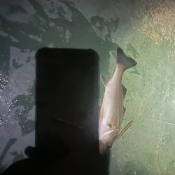 バチシーバス最終戦