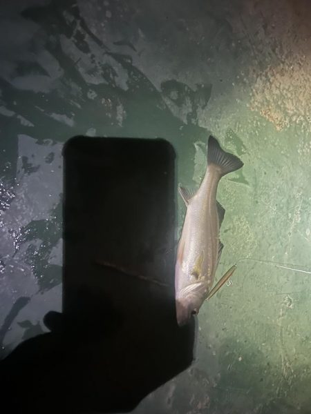 バチシーバス最終戦