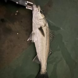 マイクロバチシーバス