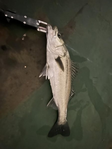 マイクロバチシーバス