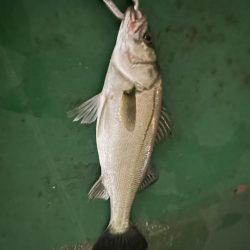 雨の中のバチシー