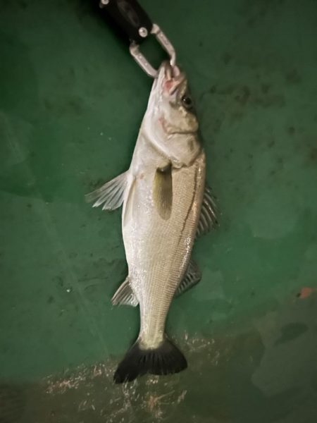 雨の中のバチシー