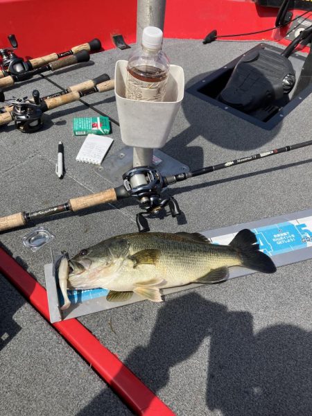 GW北山田40cm〜4匹