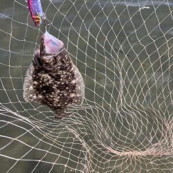 GW終盤宮津湾偵察