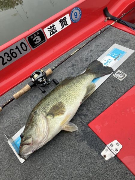 北山田53、45cm他3匹