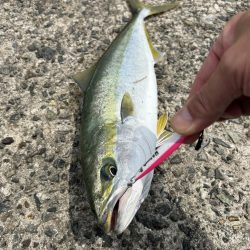 ★★ヒットパターン攻略で青物ゲット★★