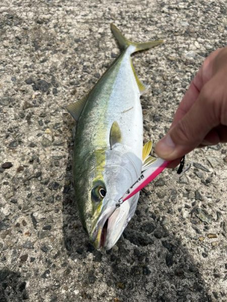 ★★ヒットパターン攻略で青物ゲット★★