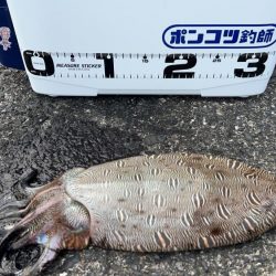 カミナリイカゲット