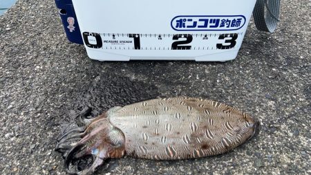 カミナリイカゲット